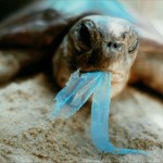 turtle-eating-plastic copy